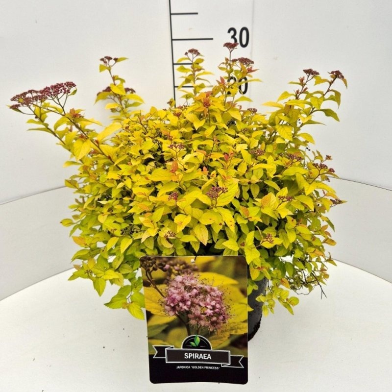 Spiraea jap. 'Golden Princess', D 29