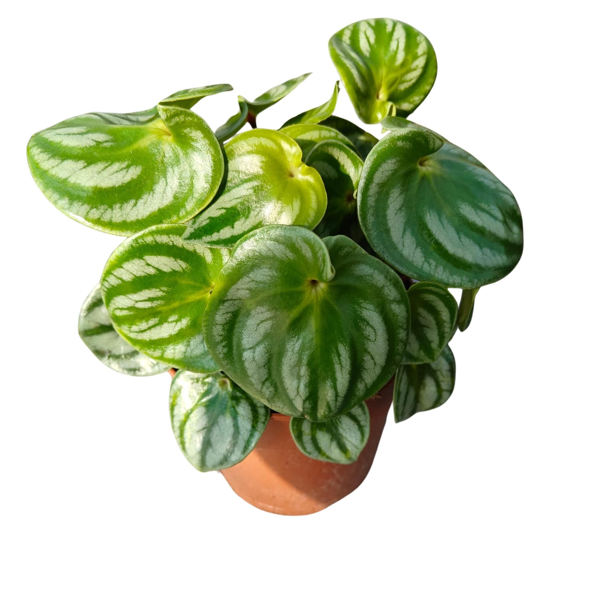 Peperomia Arygreia 'Costa Rica' P12, D 12