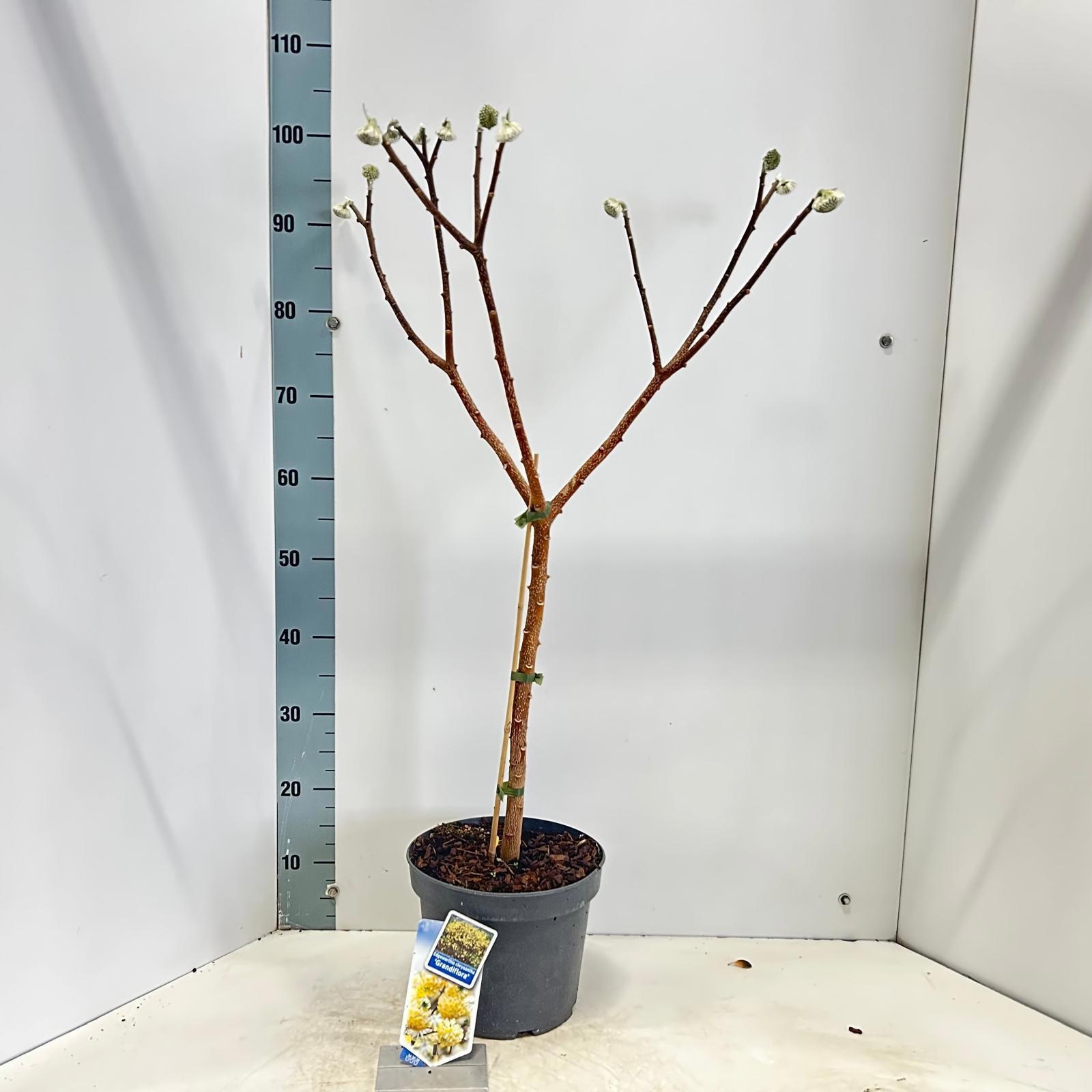 Edgeworthia chrysantha 'Grandiflora' 80-90, D 23