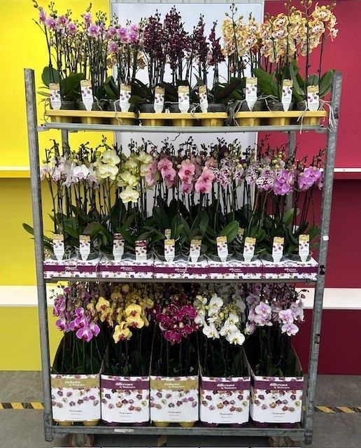 Op Kleur gemengd, D 12 cm