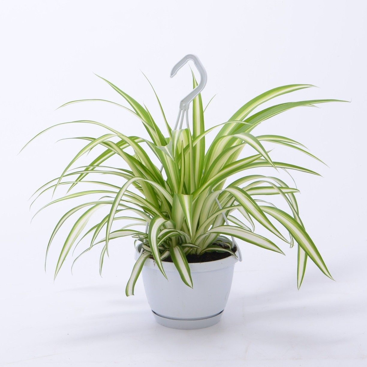 Chlorophytum Variegatum 12cm - Small Swing, D 13