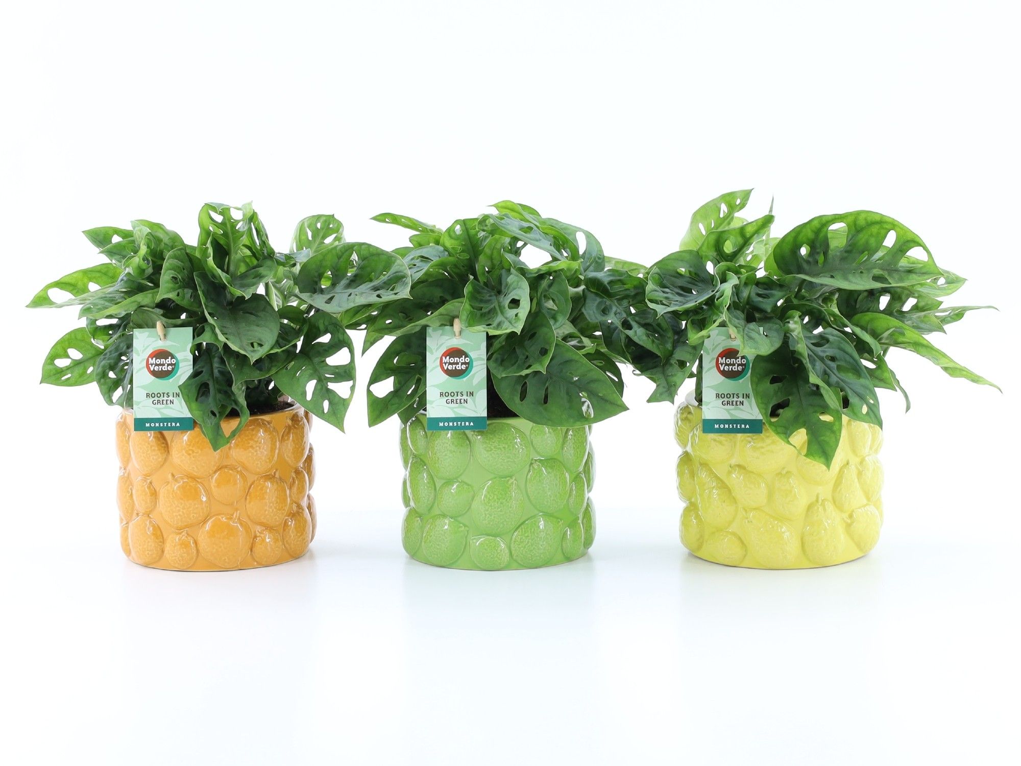 Monstera Adansonii in La Dolce Frutta, D 15