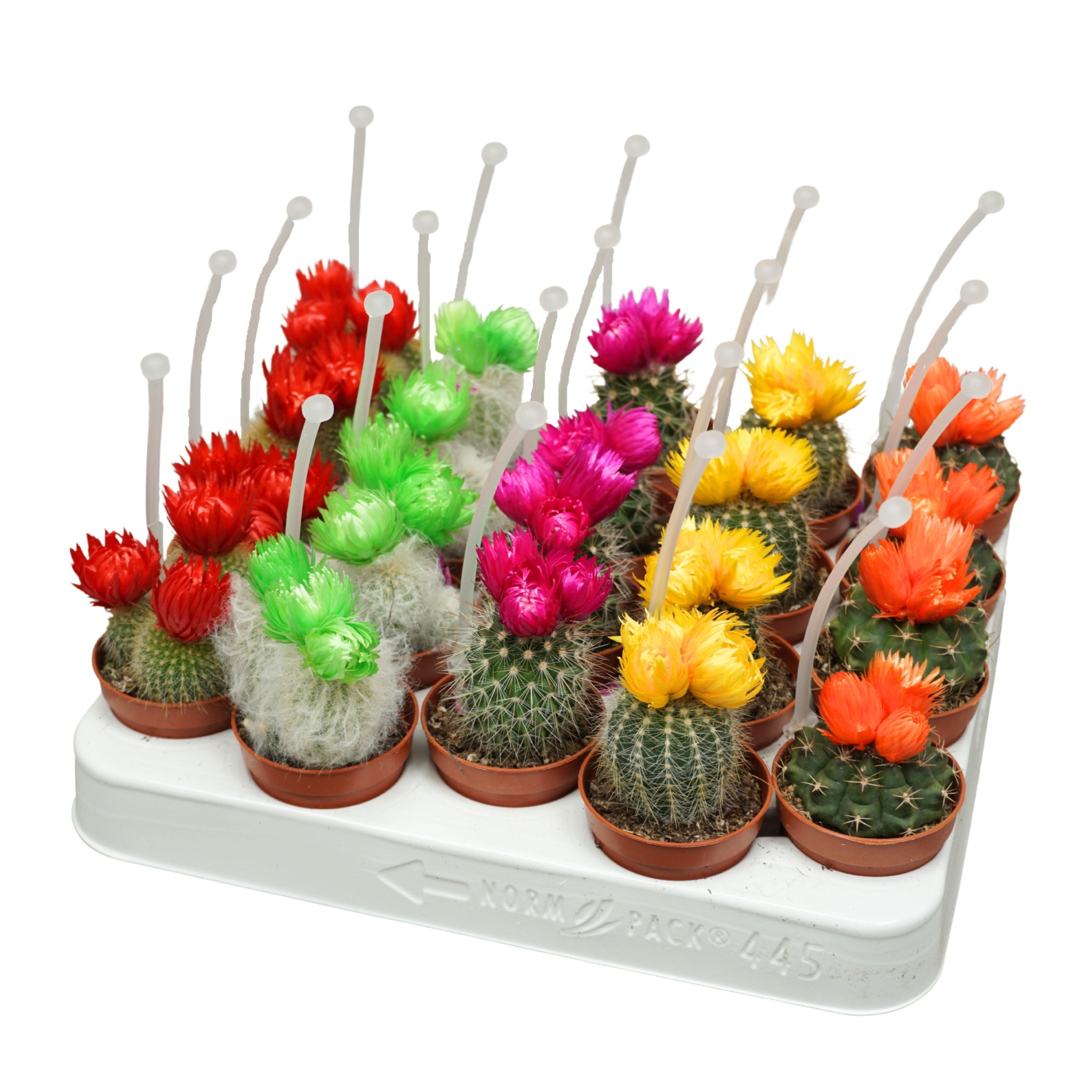 Cactus 5,5 cm met 3 plakbloemen met picker, D 5,5