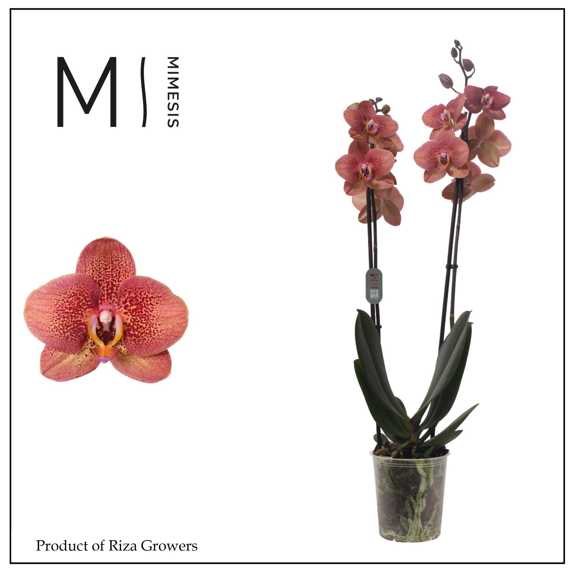 Phalaenopsis Toulon 2 spike - 12cm | Mimesis, D 12 cm