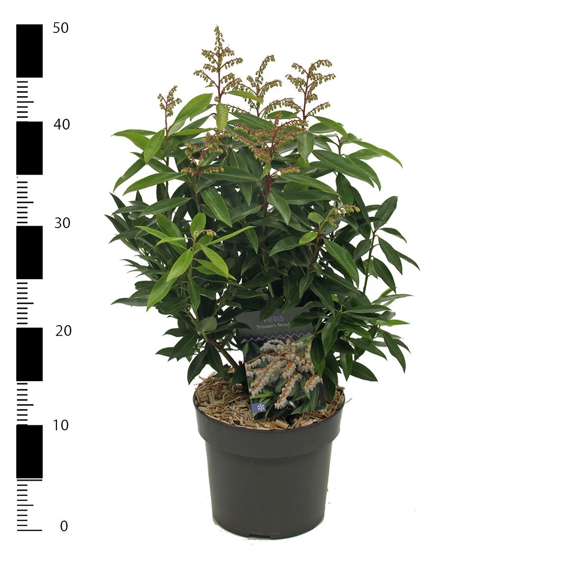 Pieris floribunda 'Brouwer's Beauty', D 17