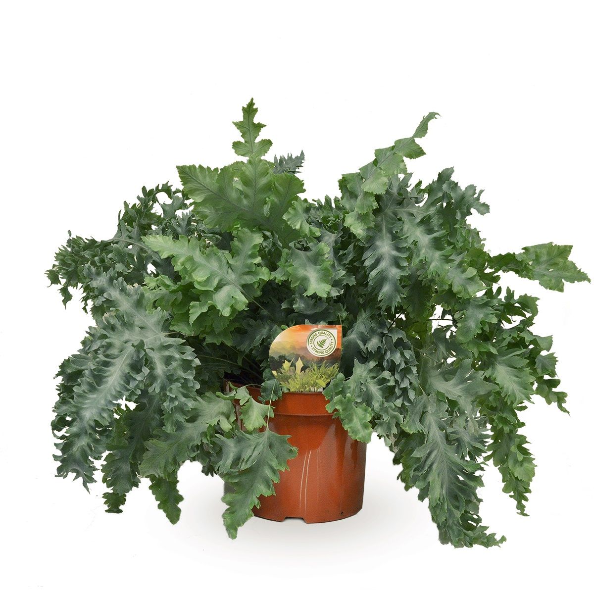 Phlebodium Davana, D 26