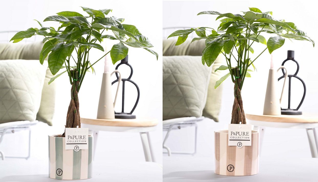 Pachira Aquatica in P&PURE Eline 2 ceramics assorti 2, D 12