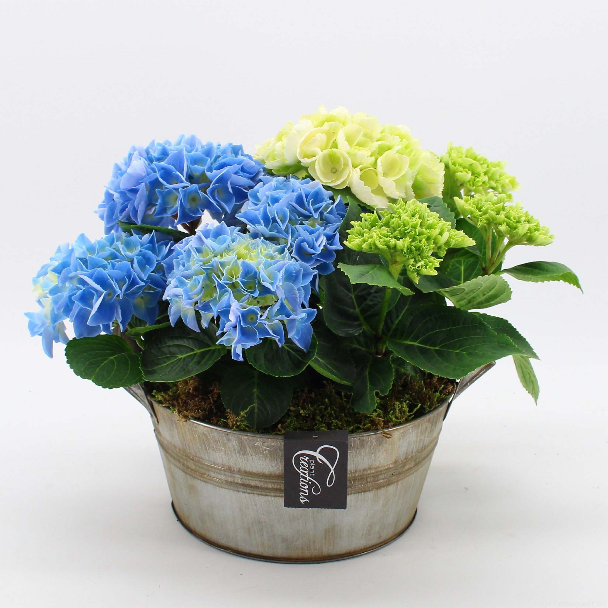 KHCR-2614M Hydrangea creations, D 23
