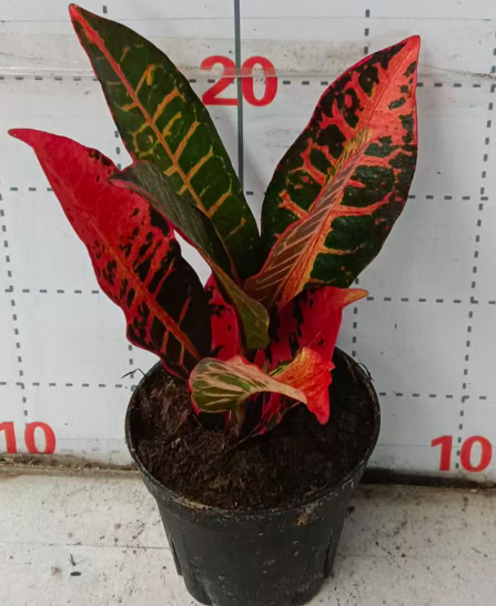 Кодиеум петра ред 6 25 10 20