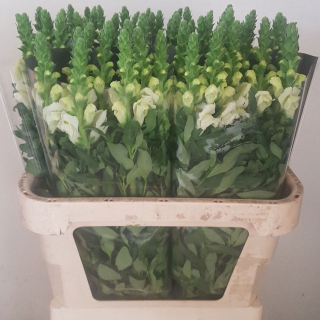 Антирринум Потомак Вайт, шт.