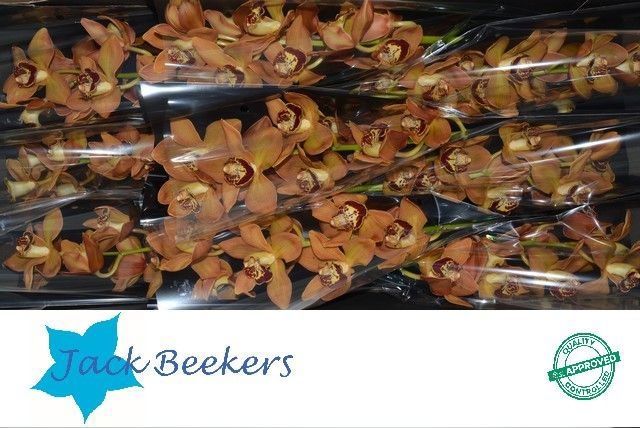 Цимбидиум Чарли Браун x9 60, шт.