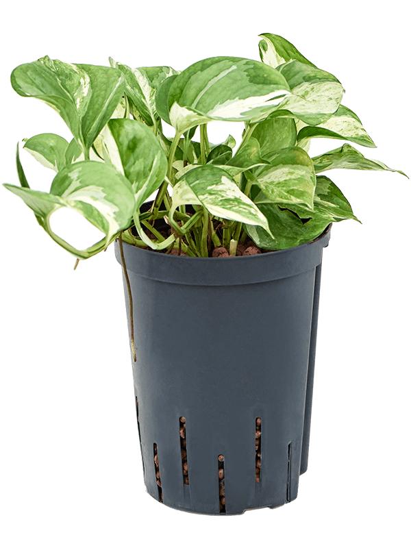 Scindapsus (Epipremnum) 'Happy Leaf', D 15 cm