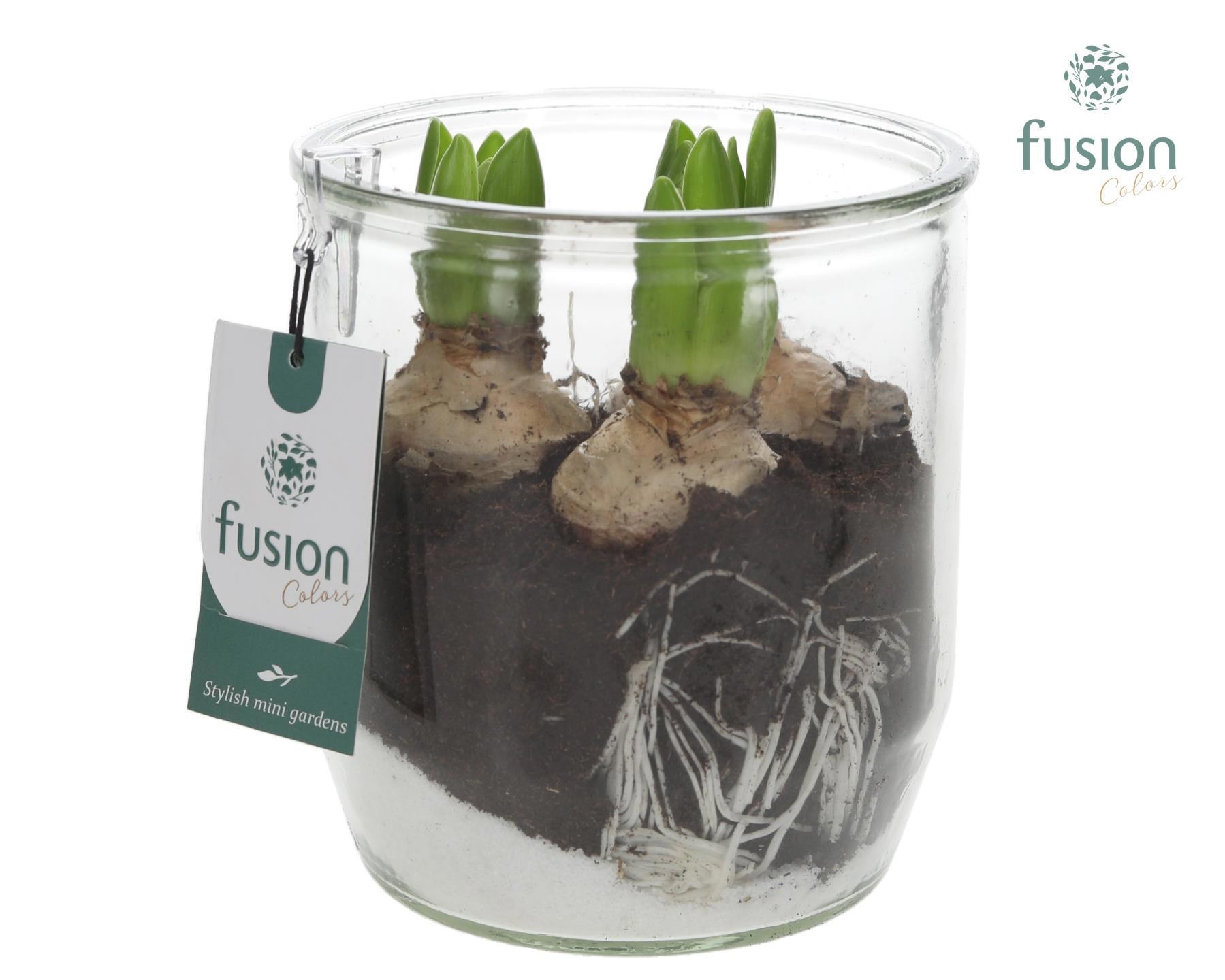 Glazen pot Dirk met Hyacinthus, D 15