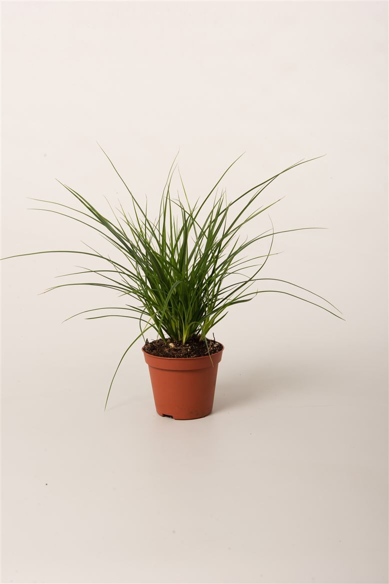 Carex Brunnea, D 8
