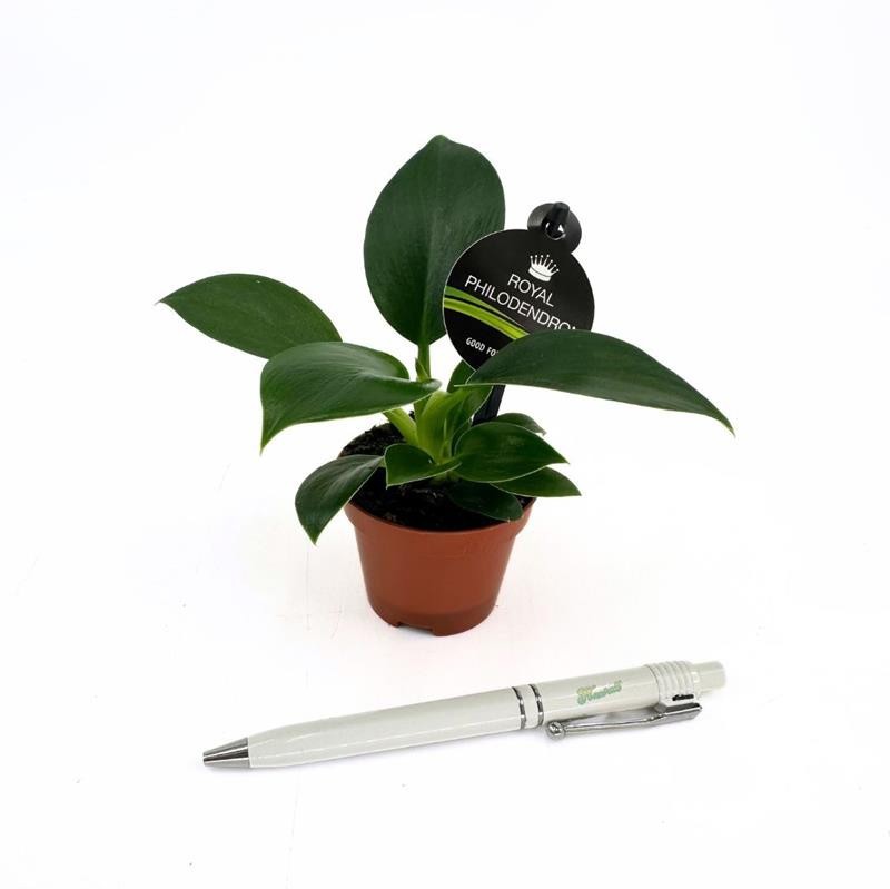 PHILODENDRON IMPERIAL Green Princess, D 6 cm PHILODENDRON IMPERIAL Green Princess, D 6 cm