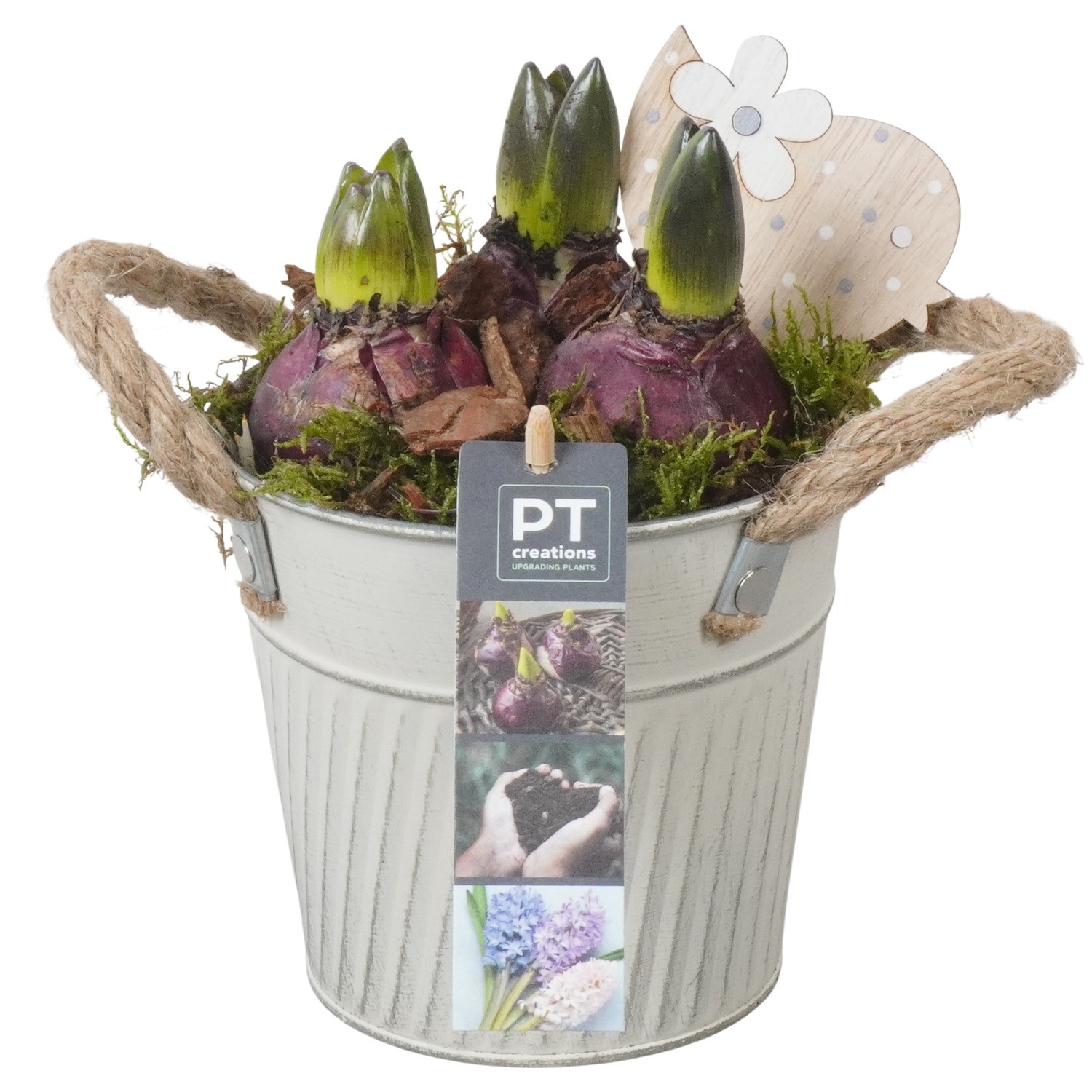 PTHC9149 Arrangement Hyacints in zink pot, D 13