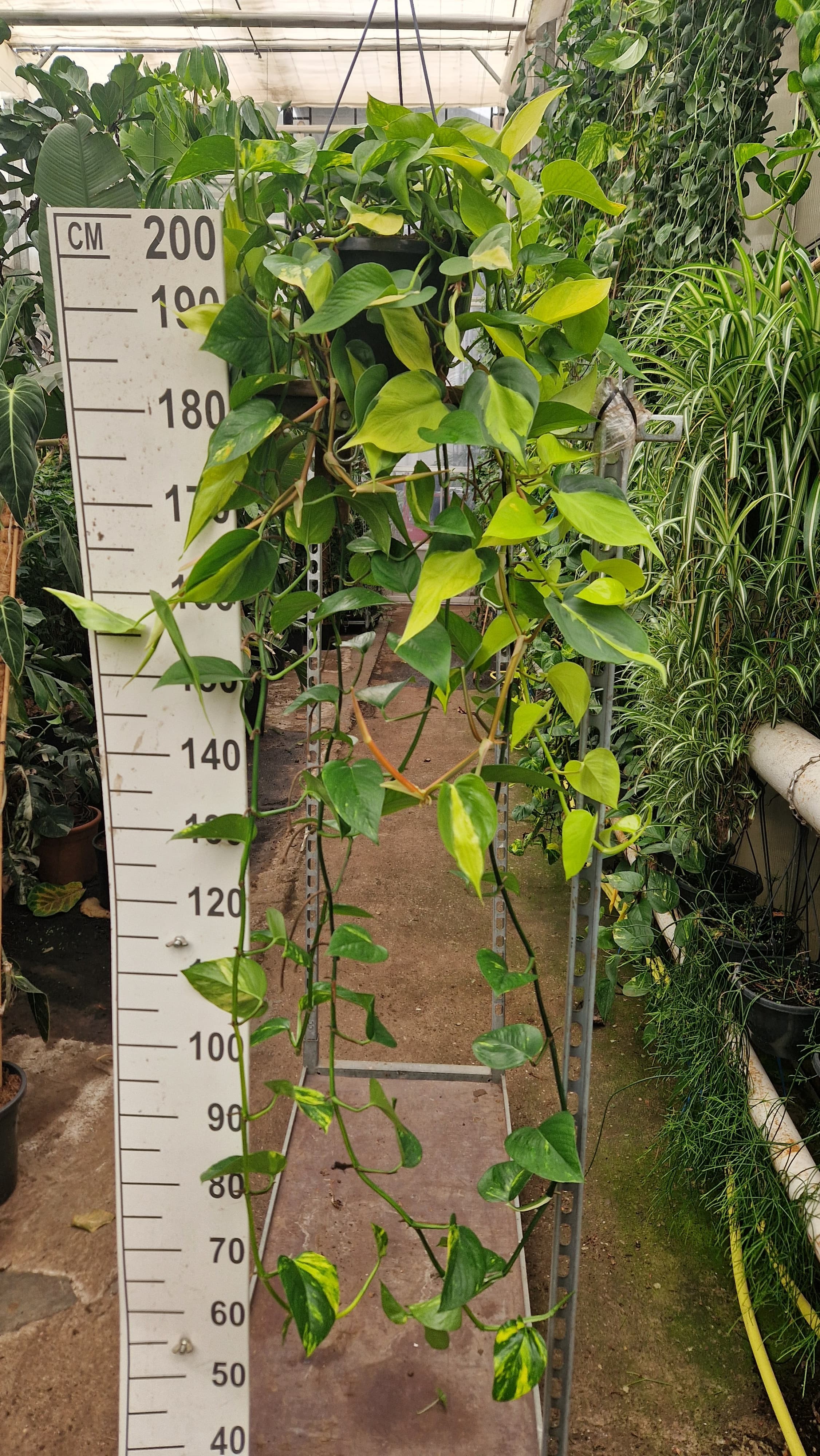 Pothos mix hangplant, D 25