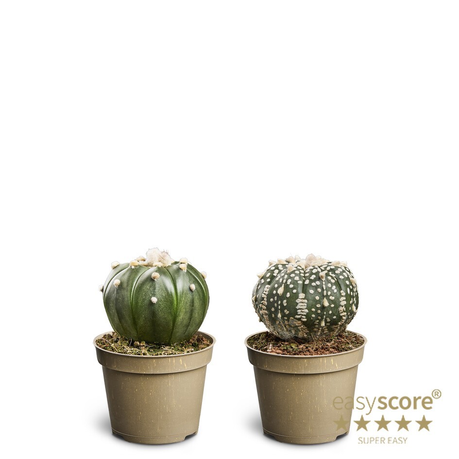 ASTROPHYTYM MYRIOSTIGMA 'Asterias', D 6 cm