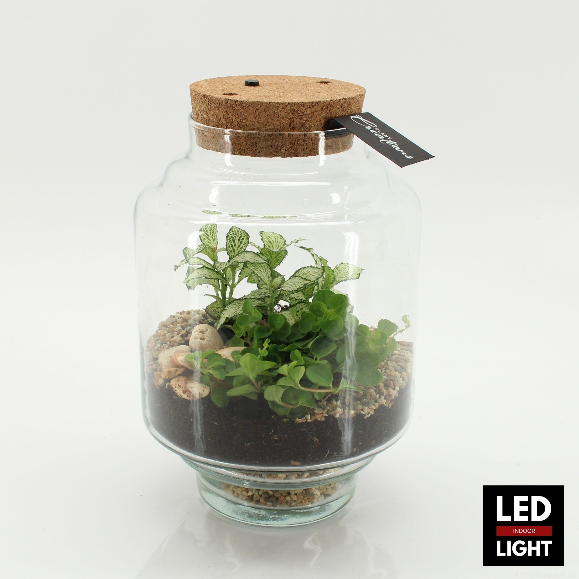 GRCR-2651 Green Essentials terrarium, D 17