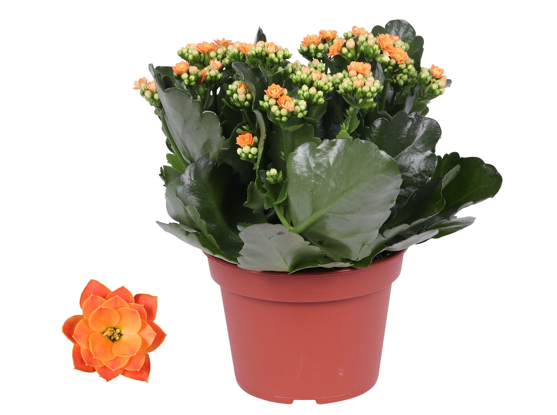 Kalanchoe Rosalina 15cm Don Pedro oranje, Zonder hoes, D 15