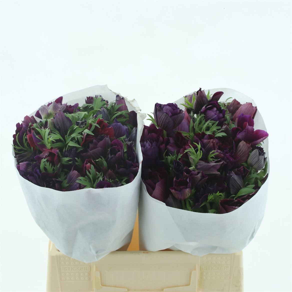 Анемон Мистраль Бордо 45 (бордо), шт.