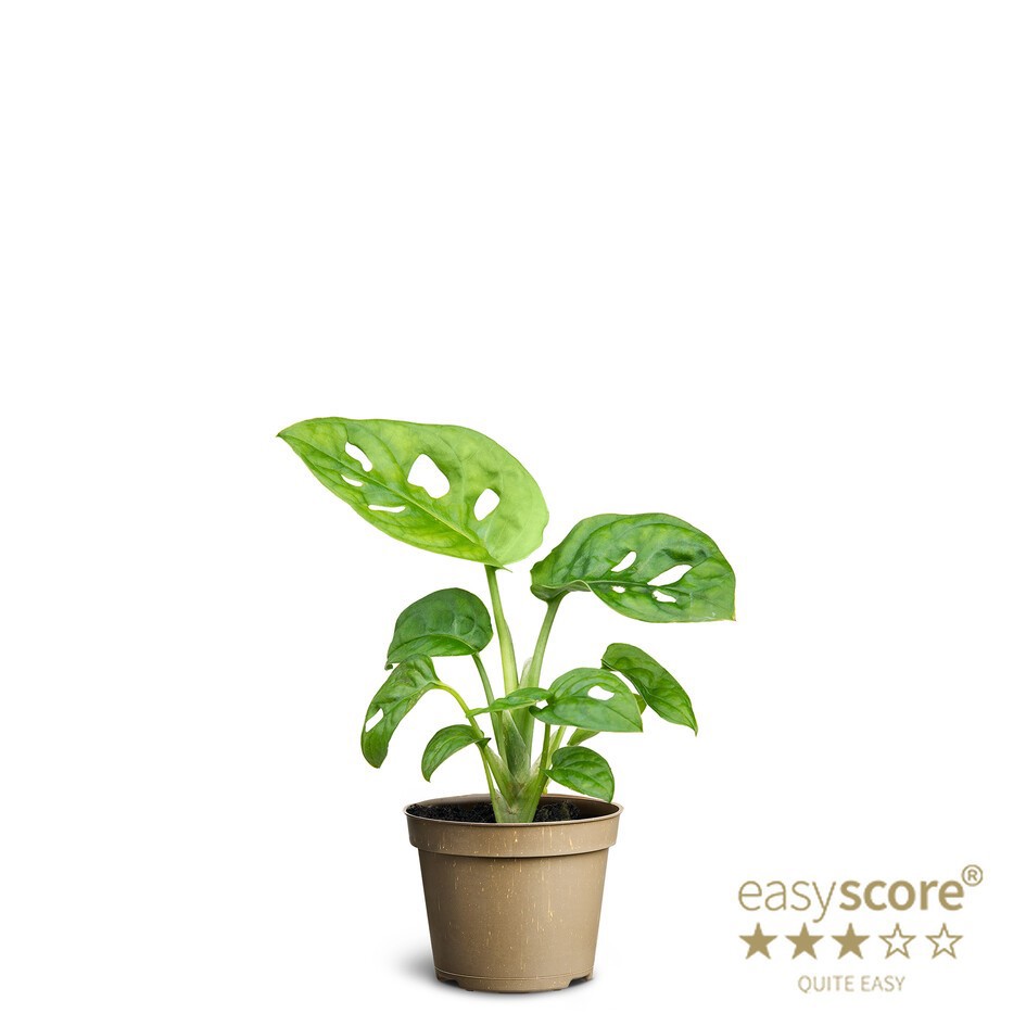 MONSTERA ADANSONII, D 6