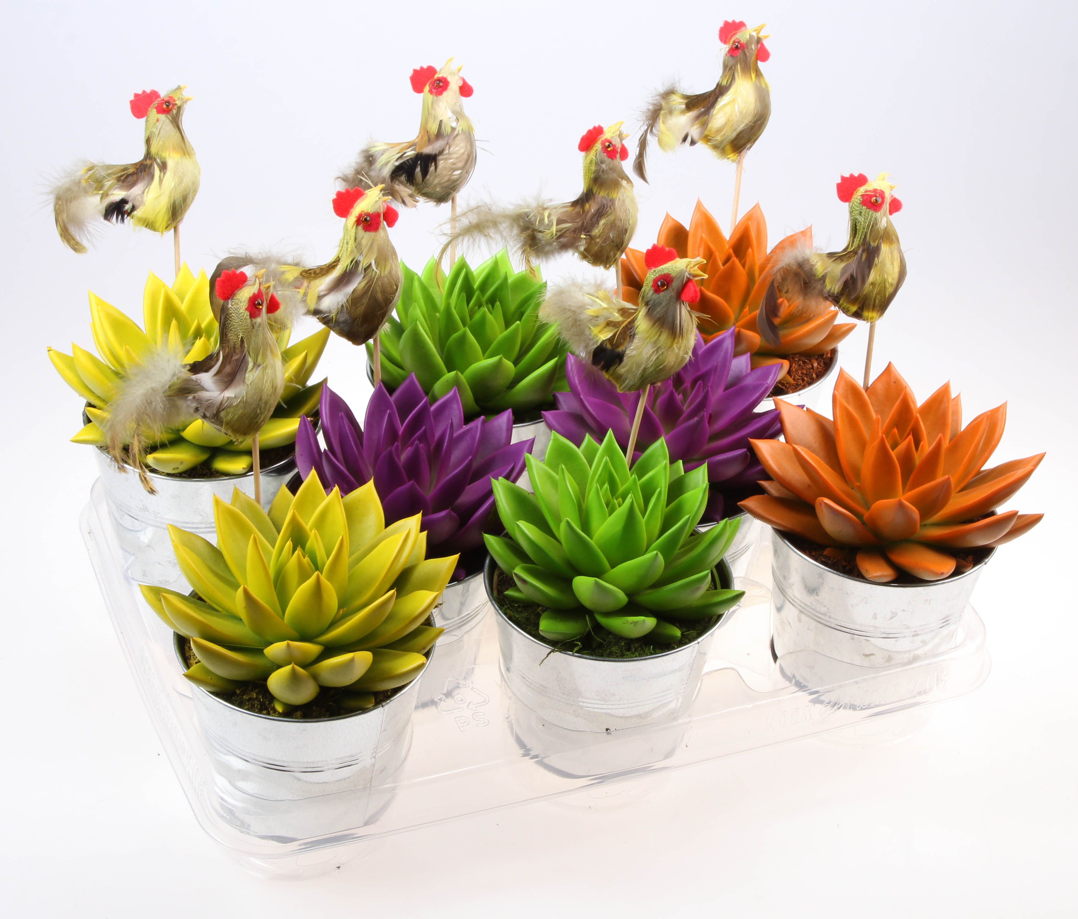 Zink rainbow mix + haan, D 12