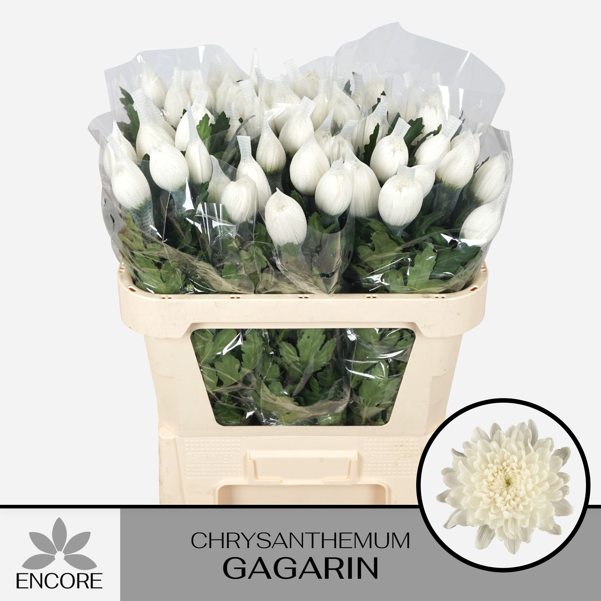 Хризантема од. Гагарин 70, шт.