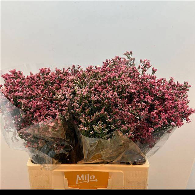 Лимониум Макс Даймонд 60, шт.