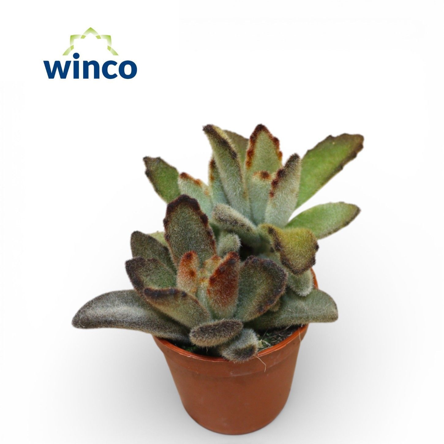 Kalanchoe Coffee Bean, D 5,5