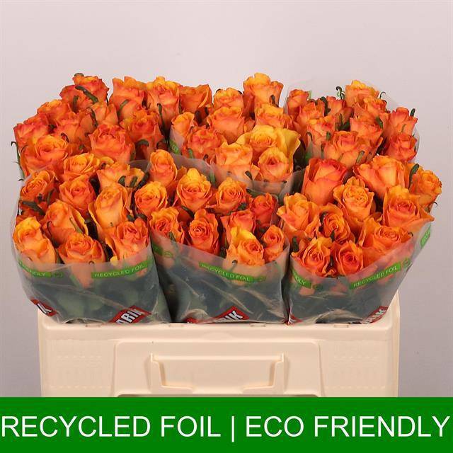 Роза од. Тайкун 50, шт.