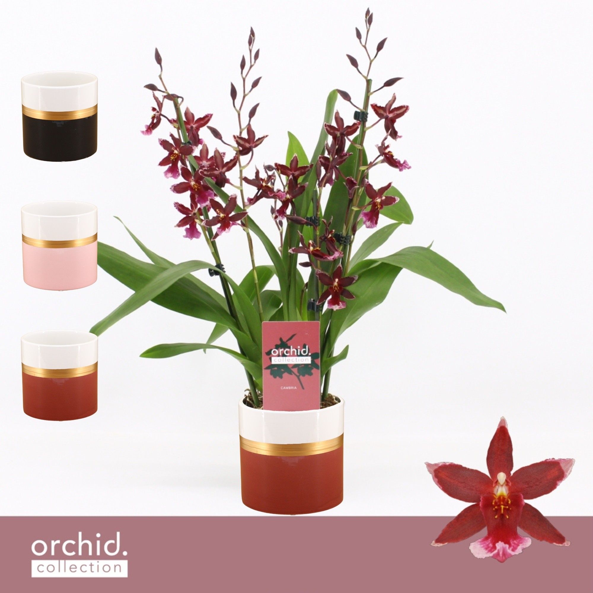 Barrocco Red, 3/4-spike in Dolomite Horizon 'Orchid Collection', D 12