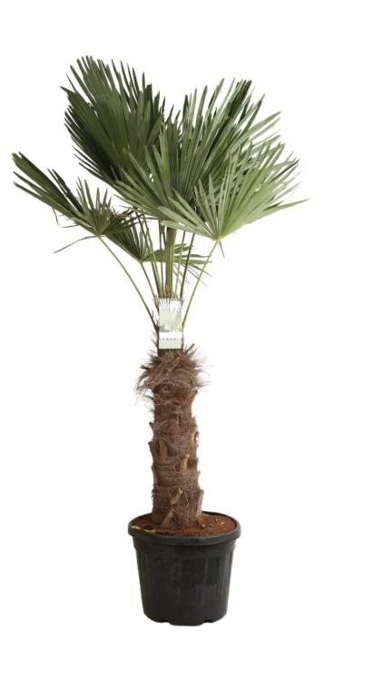 trachycarpus fortunei, D 45