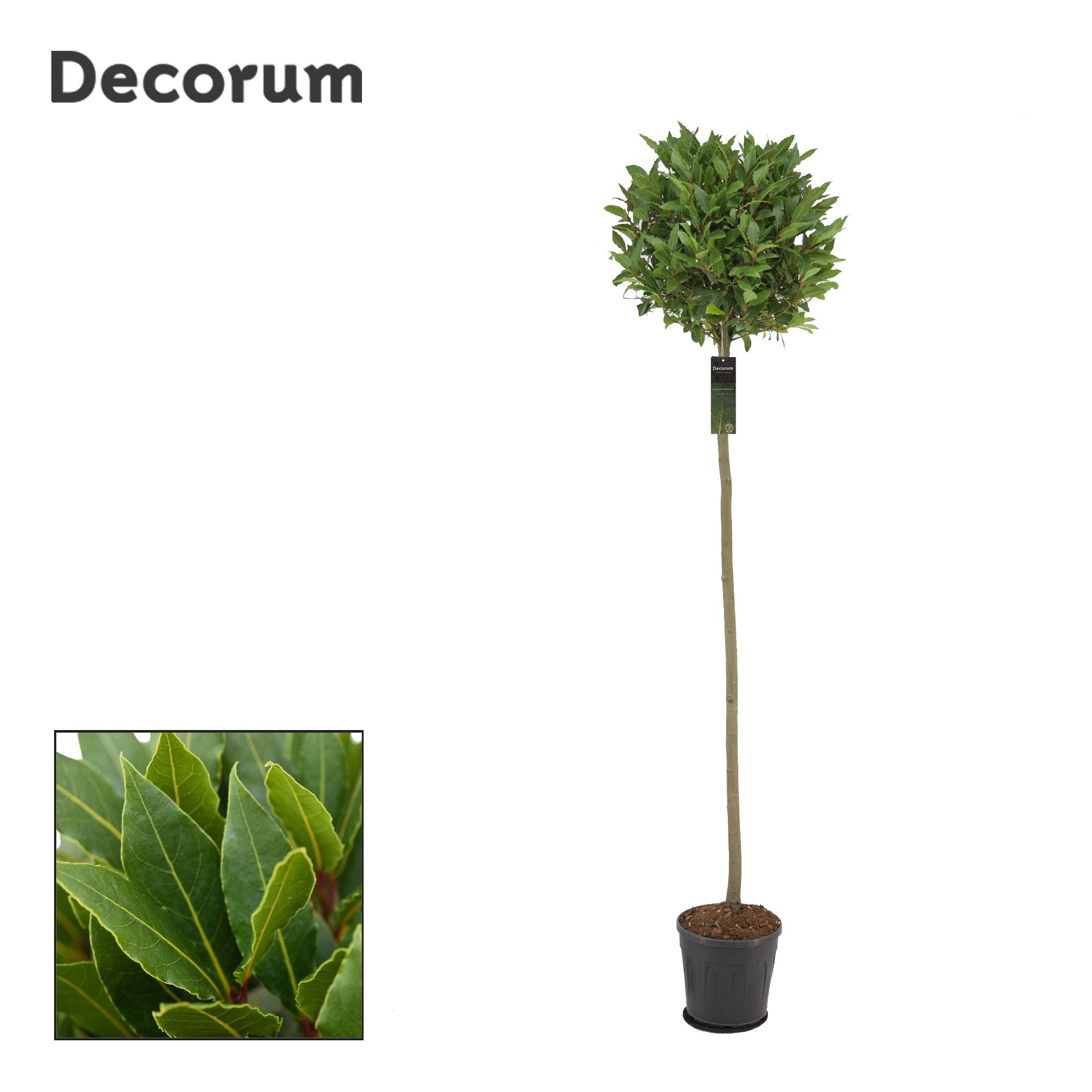 Laurus nobilis Bol op stam, D 25