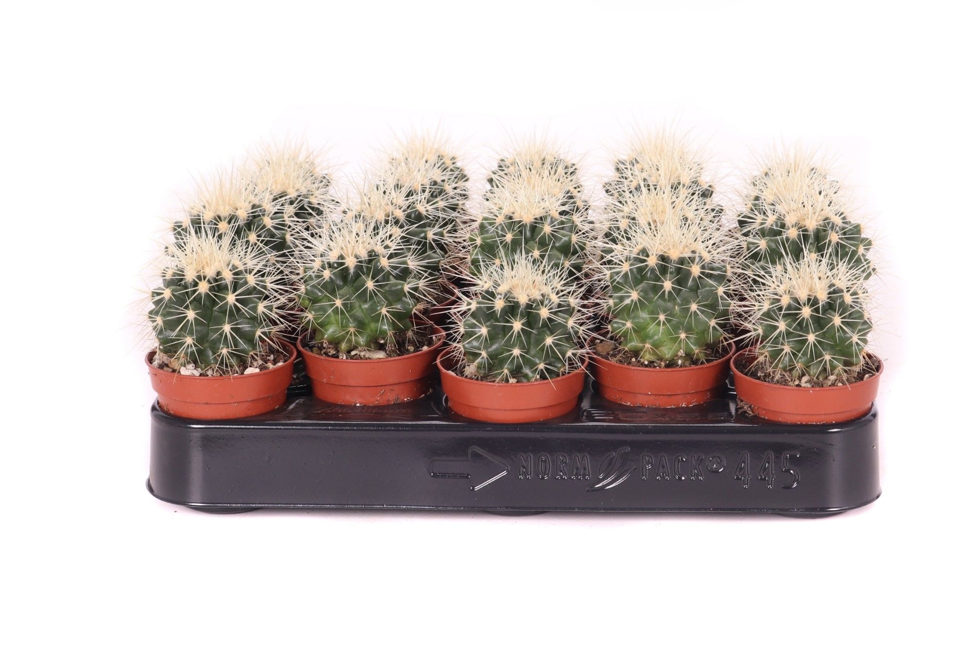 Echinocactus grusonii 5,5 cm, D 5,5