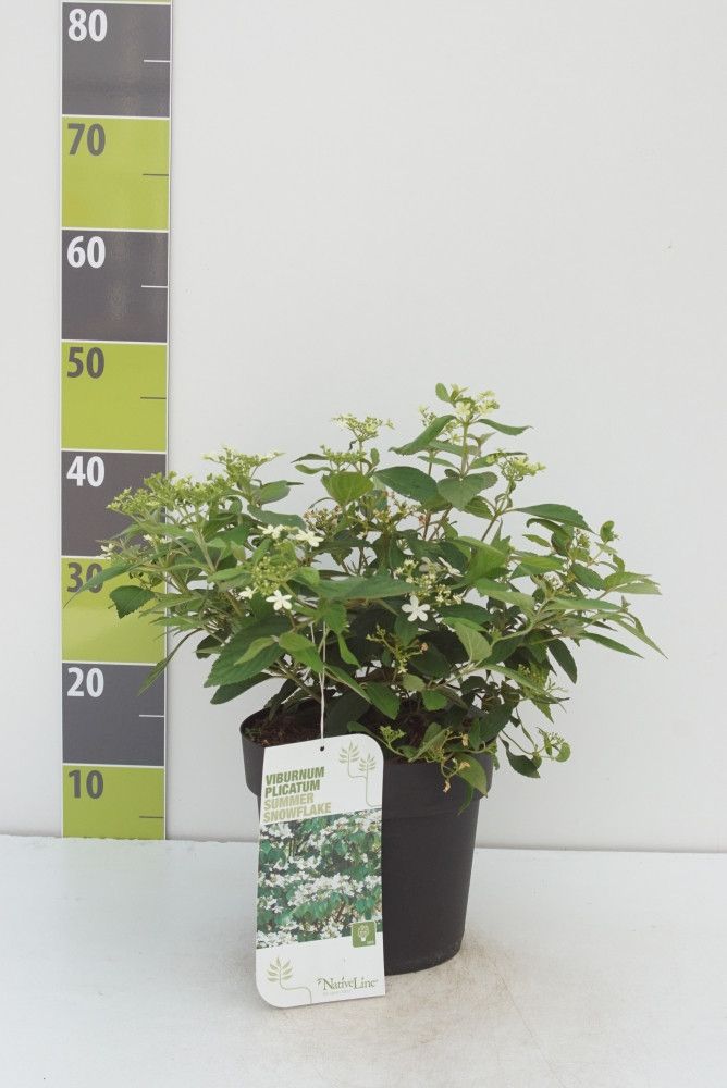 Viburnum plicatum 'Summer Snowflake', D 23 cm