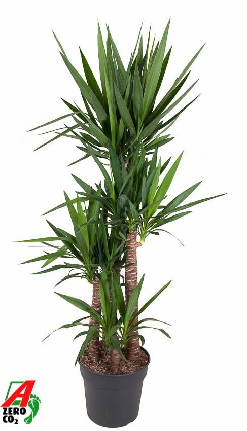Yucca 120-90-60-30, D 34