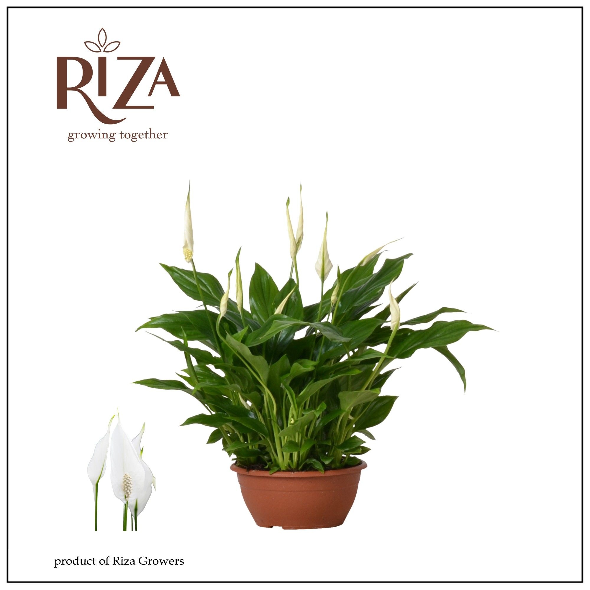 Spathiphyllum 17 cm Chopin zonder hoes, D 17