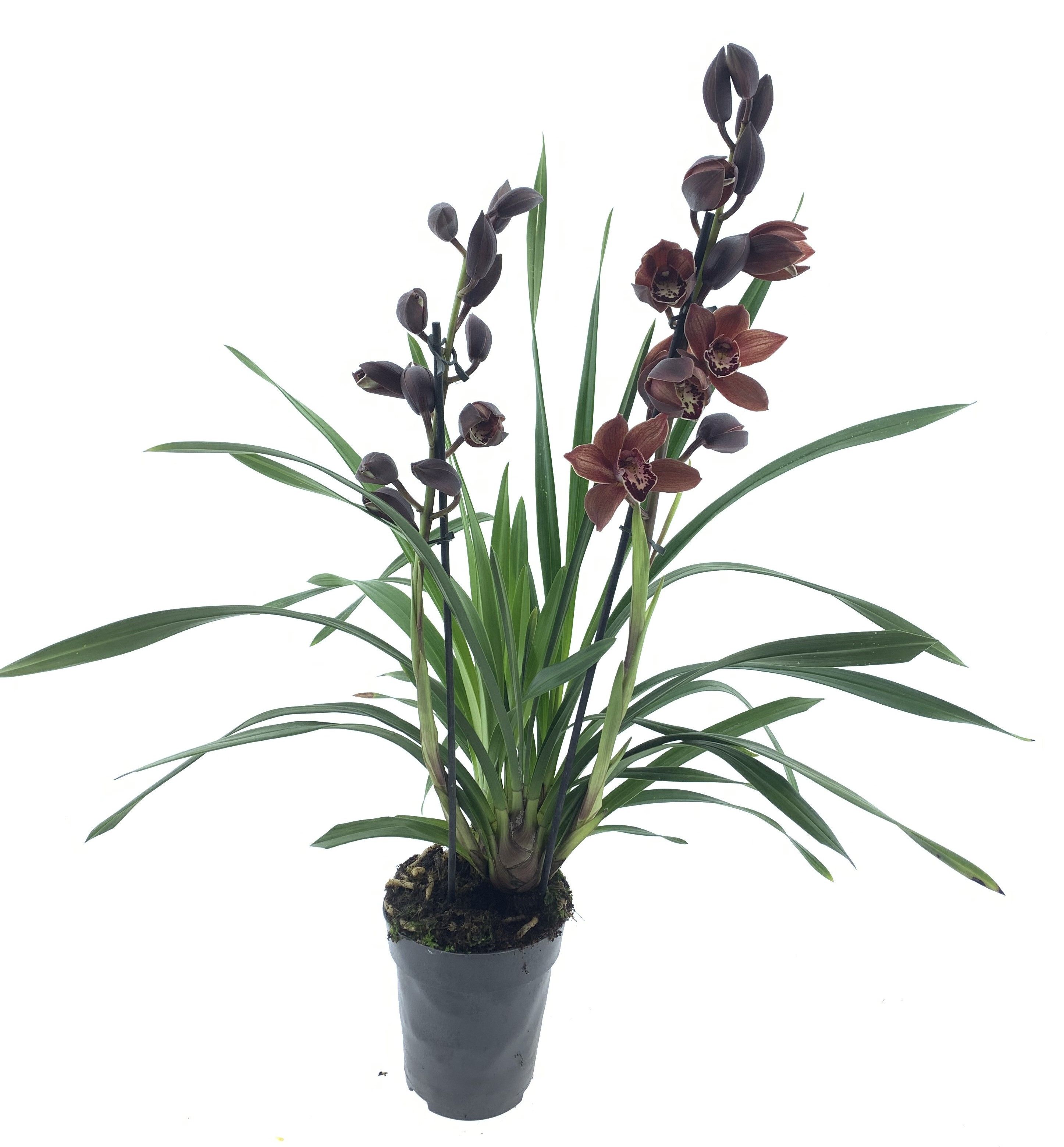 Cymbidium 2/3 tak bruin, D 15