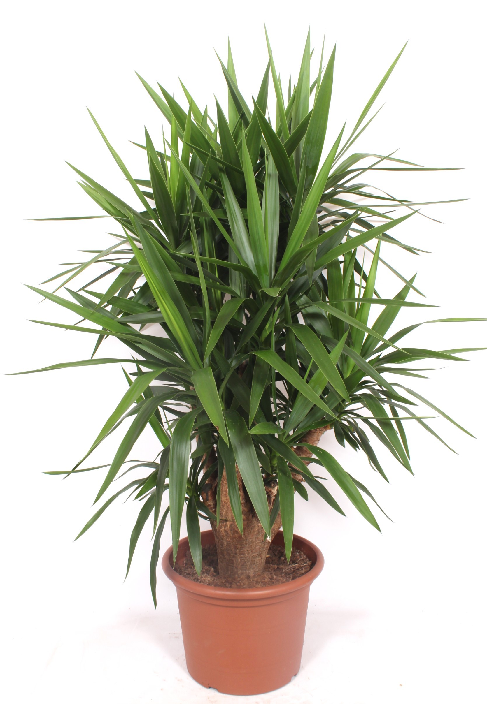 Yucca elephantipes 4+ armen, D 40