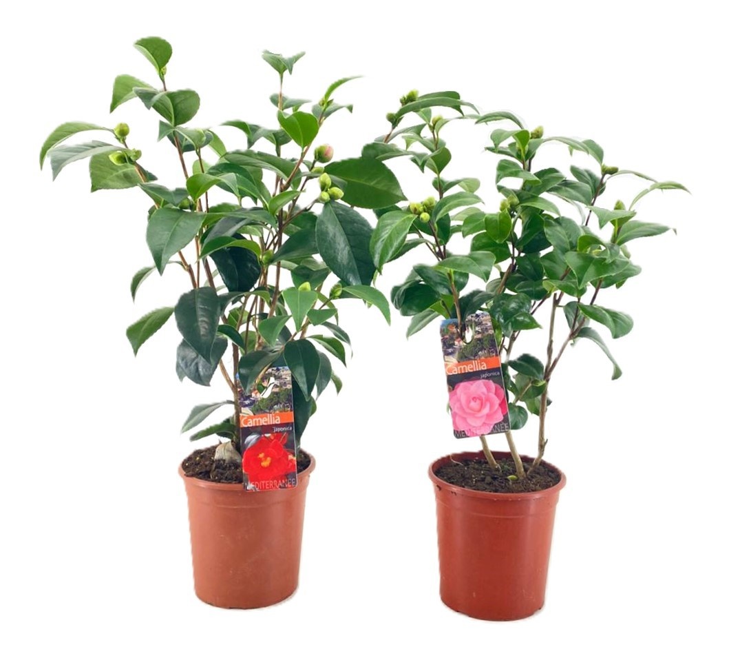 Camellia japonica, D 15