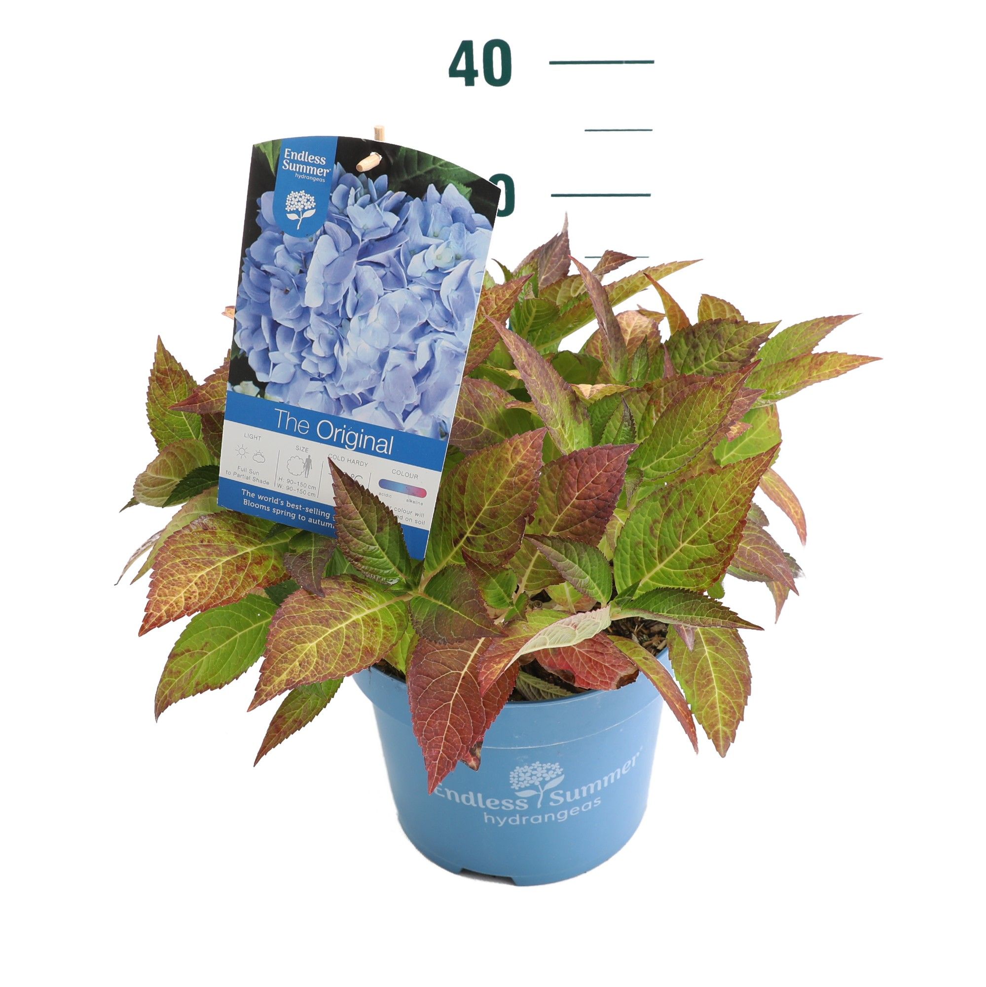 Hydrangea 'The Original Blue' - P23 - Endless Summer, D 23 cm
