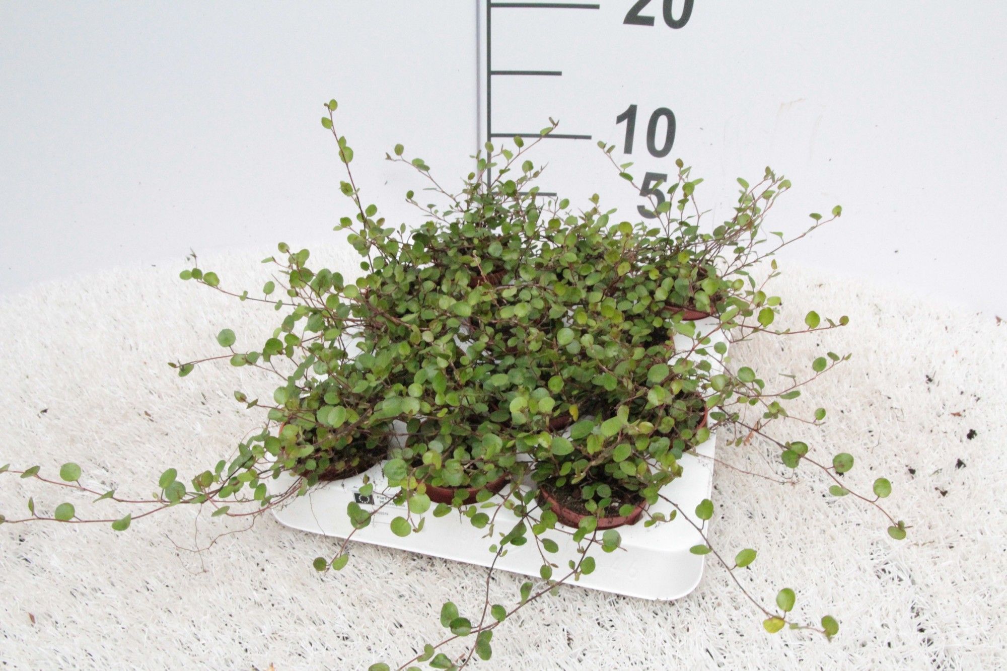 Muehlenbeckia complexa, D 6