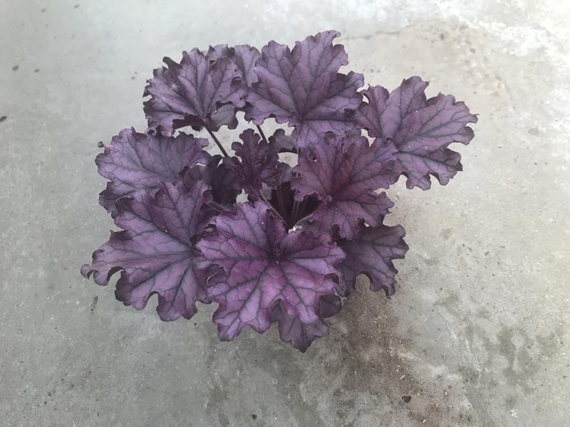 HEUCHERA-HYBRID 'FOREVER PURPLE', D 12 cm