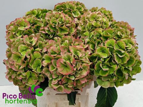 Гортензия Вайт Верена Классик 60, шт.