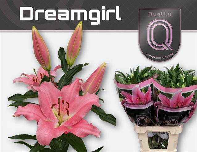 Лилия Дримгерл 95, шт.