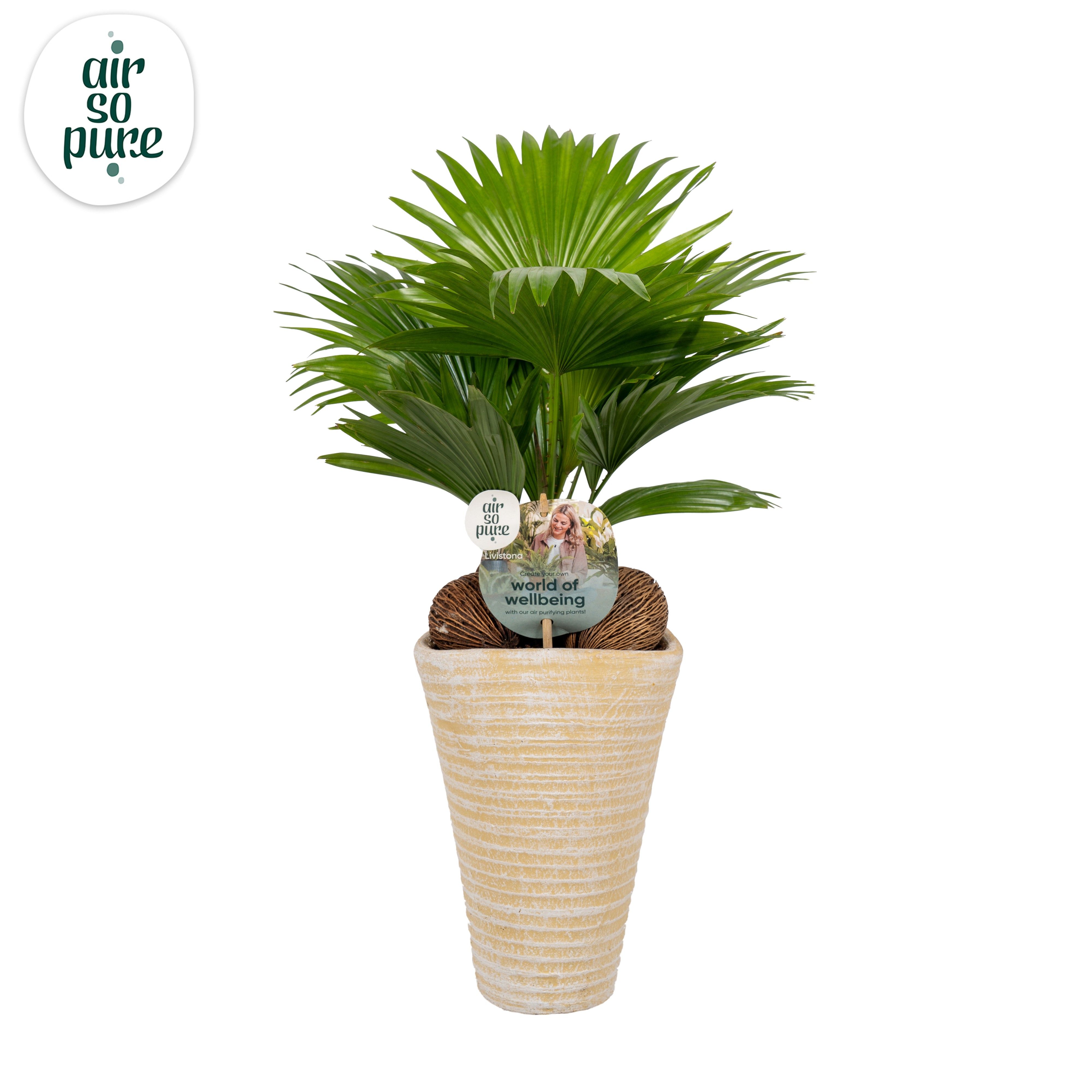 Livistona rotundifolia11 s Aspd Air So Pure Creme pot, D 16 cm Livistona rotundifolia11 s Aspd Air So Pure Creme pot, D 16 cm
