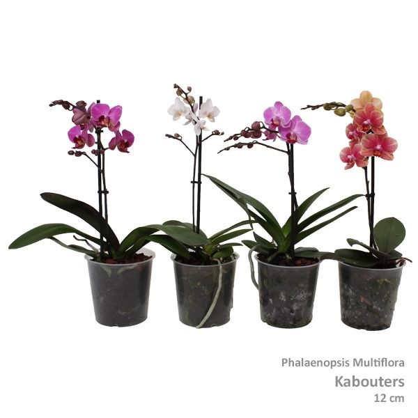 Phal. Multiflora kaboutermix 1-tak 3 kleuren, D 12 cm