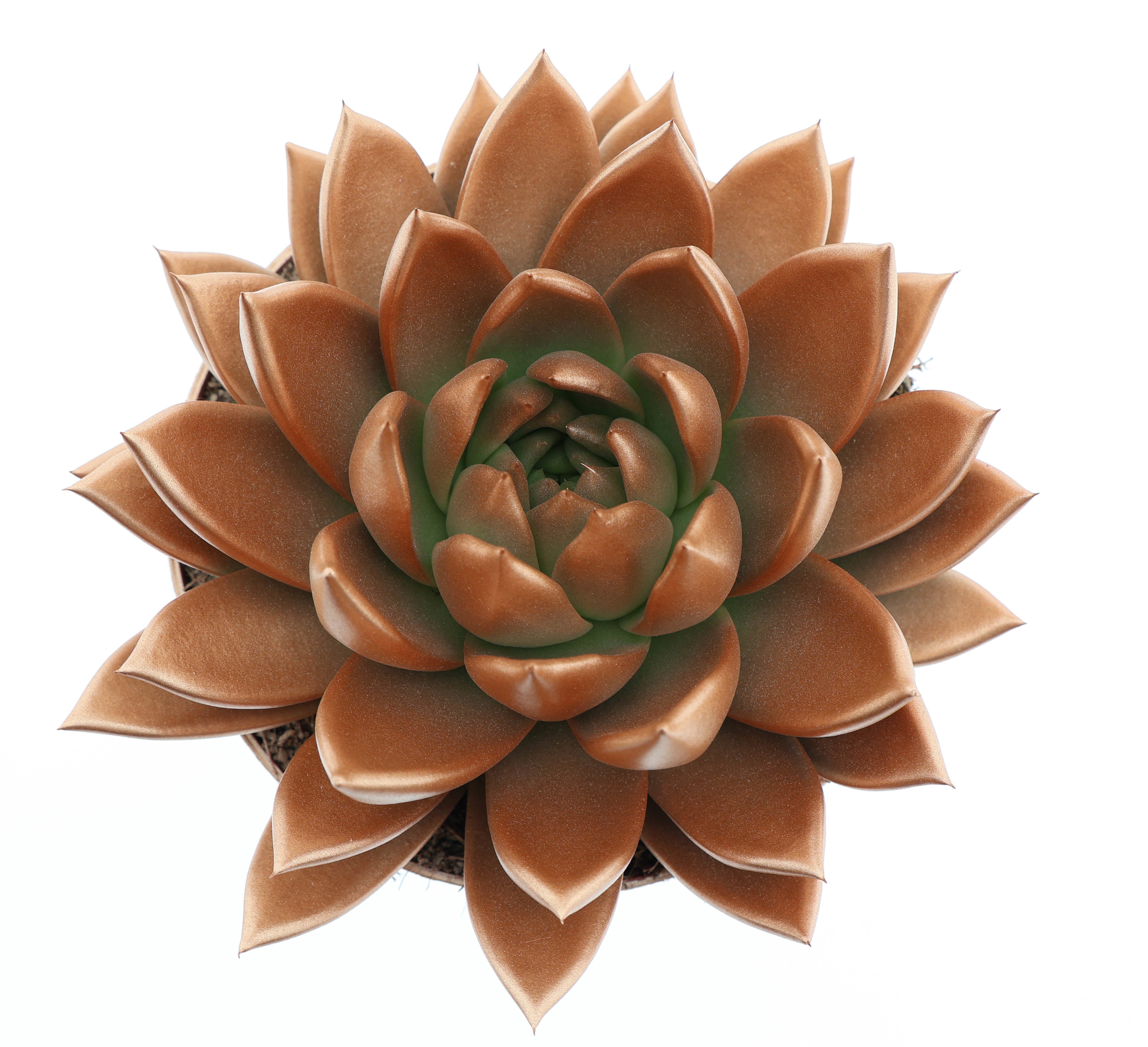 Rainbow bronze, D 17