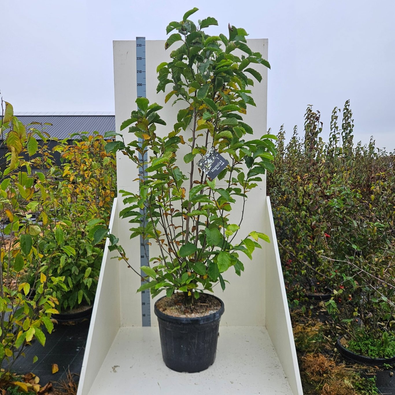 Magnolia kobus, D 55